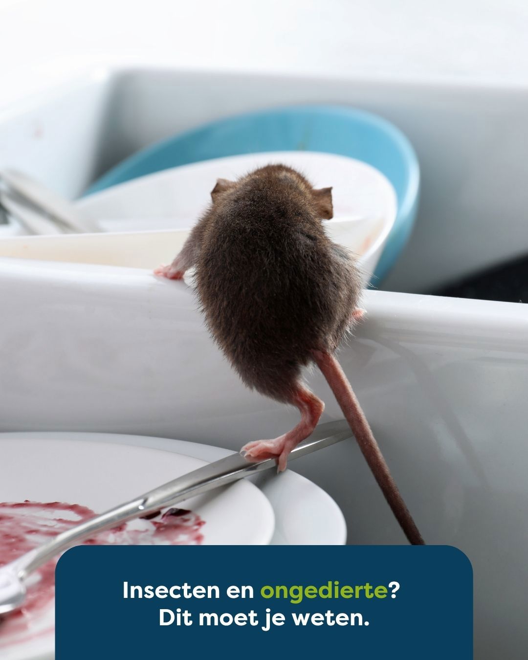 Format A Social Media